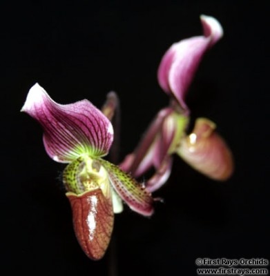 normal_Paphiopedilum_Juno%5B1%5D.jpg