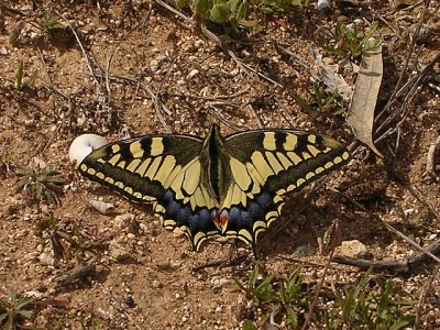 normal_Papilio%20Machaon.jpg