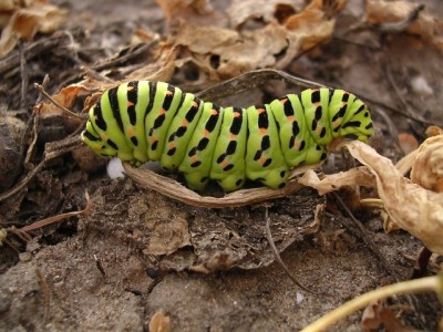 normal_papiliomachaon.jpg