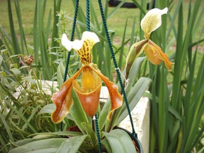 normal_Papiopedilum%20gratixianum%20106.1.jpg