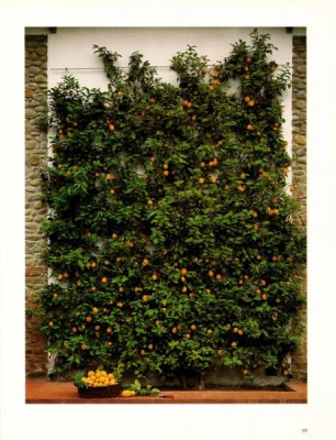 normal_parete_di_limoni.jpg