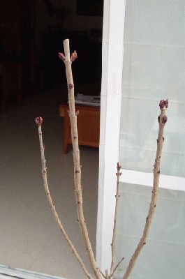 normal_parte%20aerea%20con%20brotes%20Marzo%2003%20Syringa%20comprada%2015%2003%20Jardiland.jpg