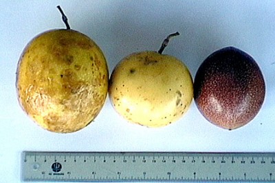 normal_Passiflora%2520edulis%2520frutti.jpg