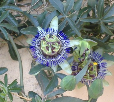 normal_passifloracaerulea.jpg