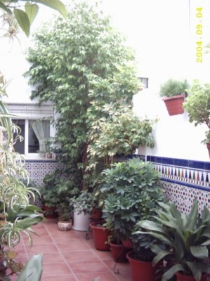 normal_patio%20004.jpg