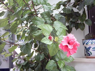normal_patio%20005.jpg
