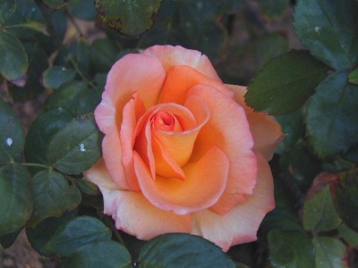 normal_Pc040004.jpg