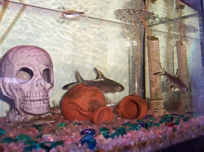 normal_peces%20004.jpg