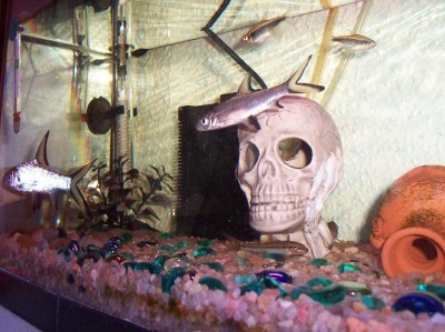 normal_peces%20005.jpg