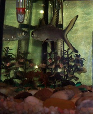 normal_peces.jpg