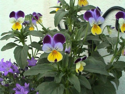 normal_pensamientos%20y%20campanula.JPG