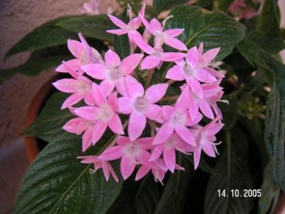 normal_PENTAS%20COLOR%20ROSA.jpg
