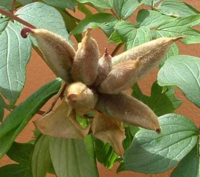 normal_peonia%20semillas%2002%20maio.jpg