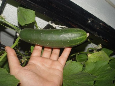 normal_pepinaco_640.JPG