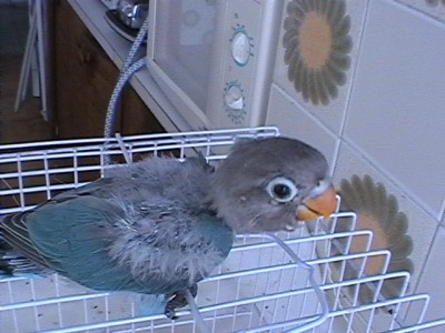 normal_pepito2.jpg