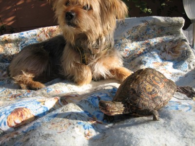 normal_perro%20y%20tortuga2%7E0.jpg
