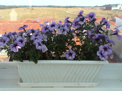 normal_petunias.JPG