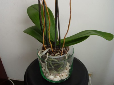 normal_phal-1.jpg