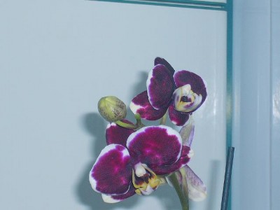 normal_phal%202%7E0.JPG