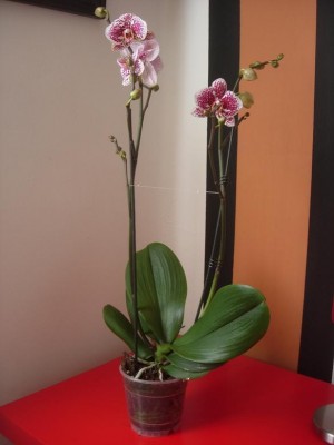 normal_phal%202.JPG