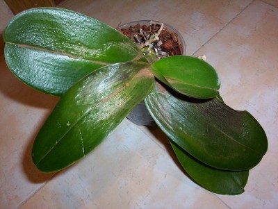 normal_Phal%202.jpg