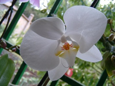 normal_phal%205.JPG