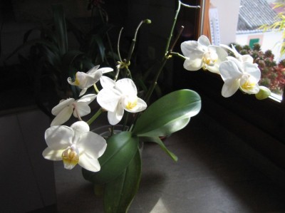 normal_phal%20blanca%202.JPG