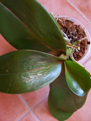 normal_Phal%20enfermita.jpg