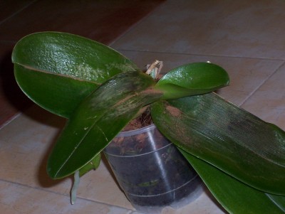 normal_phal%20enfermita.jpg