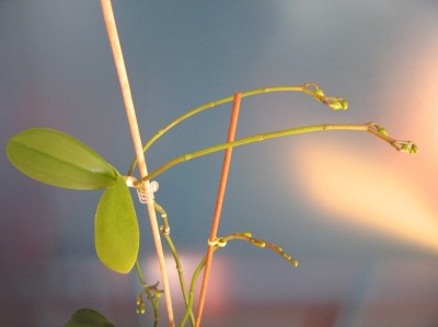 normal_phal%20keiki2.JPG