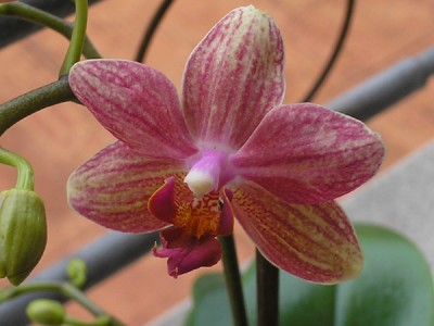 normal_phal%20mini%20mark%202.jpg