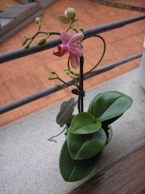 normal_phal%20mini%20mark%203%7E0.jpg
