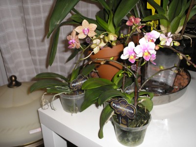 normal_phal%20mini%20markt.jpg