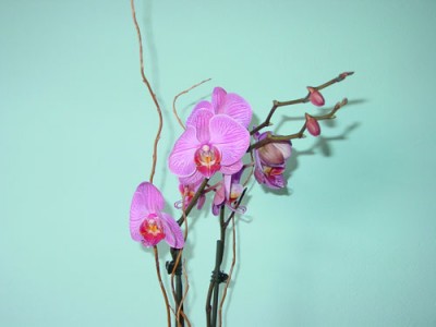 normal_phal%7E2.jpg
