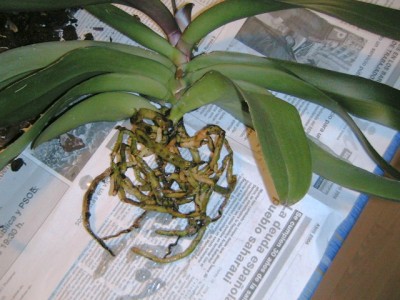 normal_phal_raices.JPG