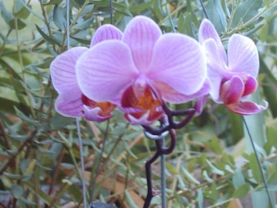normal_PHALAENOPSIS%20EJ.057.1.jpg