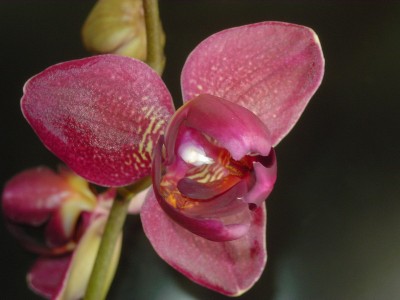 normal_phalaenopsis%20peloric.jpg