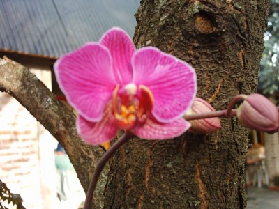 normal_PHALAENOPSIS%20SIN%20CLASIFICAR%20105.jpg