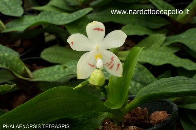 normal_PHALAENOPSIS%2520TETRASPIS.jpg