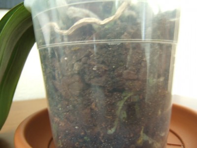 normal_Phalanopsis%20con%20problemas%20hojas%20y%20raices-1.JPG