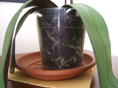 normal_Phalanopsis%20con%20problemas%20hojas%20y%20raices-2.JPG