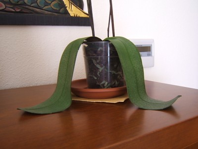 normal_Phalanopsis%20con%20problemas%20hojas%20y%20raices-3.JPG