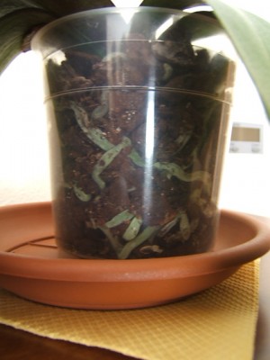 normal_Phalanopsis%20con%20problemas%20hojas%20y%20raices-4.JPG