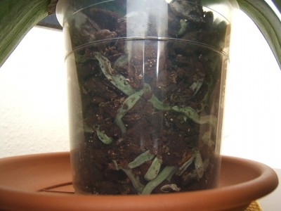 normal_Phalanopsis%20con%20problemas%20hojas%20y%20raices-8.JPG