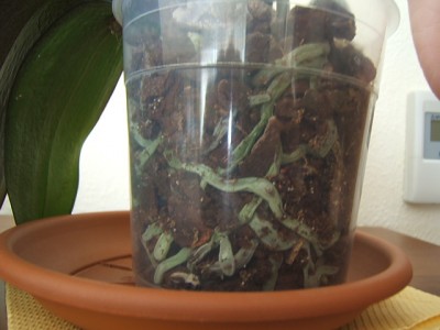 normal_Phalanopsis%20con%20problemas%20hojas%20y%20raices-9.JPG