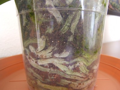 normal_Phalanopsis%20con%20problemas%20raices-1.JPG
