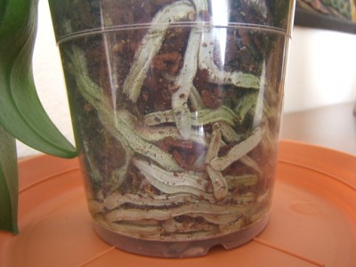 normal_Phalanopsis%20con%20problemas%20raices-3.JPG