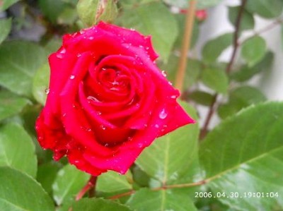 normal_PHOT0008.JPG