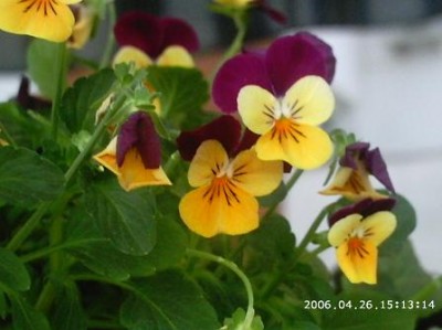 normal_PHOT0016.JPG