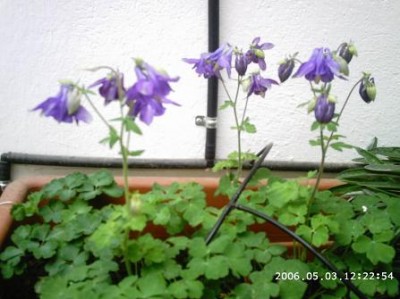 normal_PHOT0042.JPG